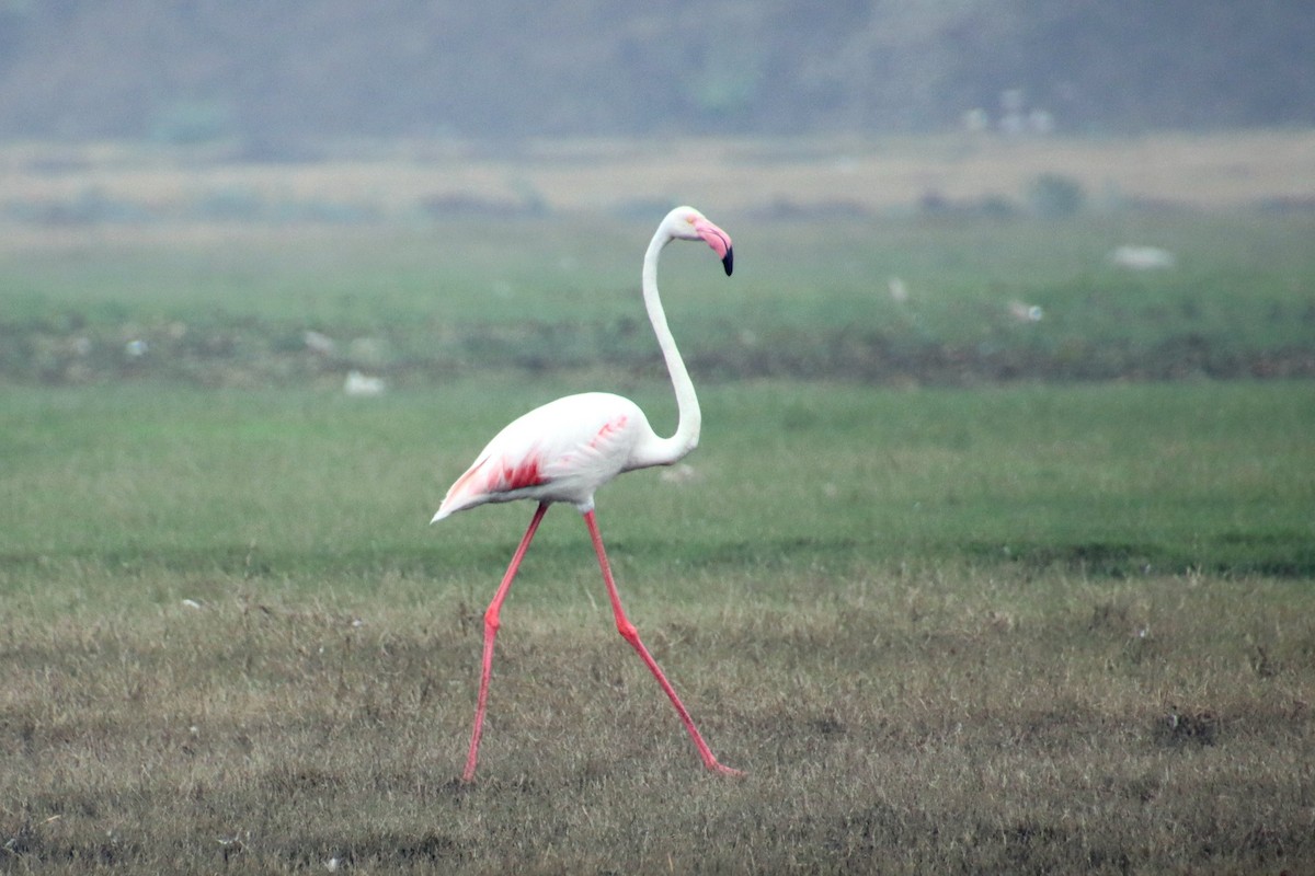 Flamant rose - ML626073935