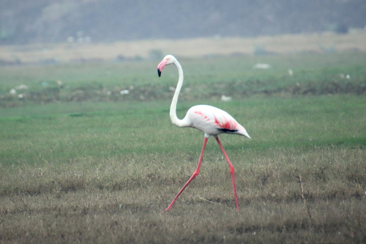 Flamant rose - ML626073936