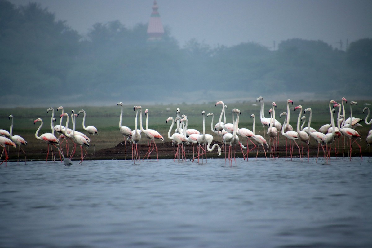 Flamant rose - ML626073937