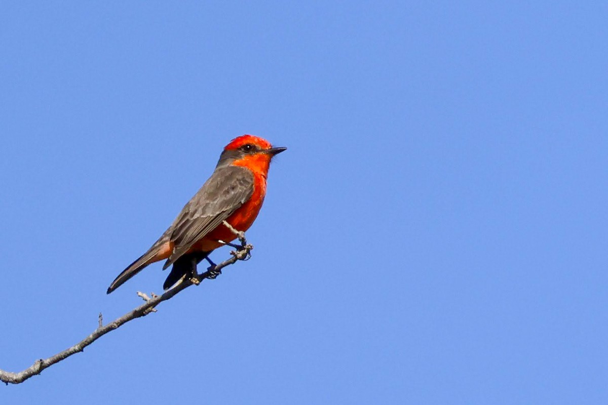 Vermilion Flycatcher - ML626074115