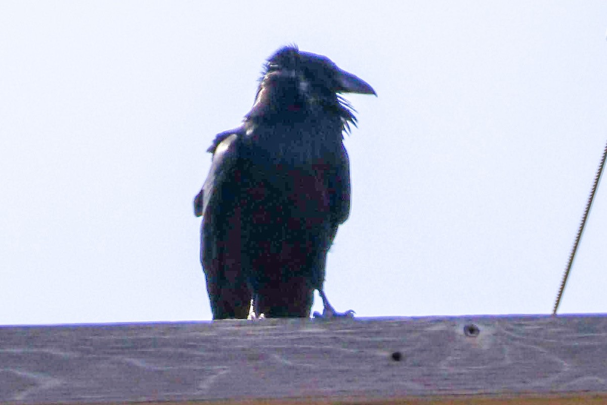 Common Raven - ML626074140