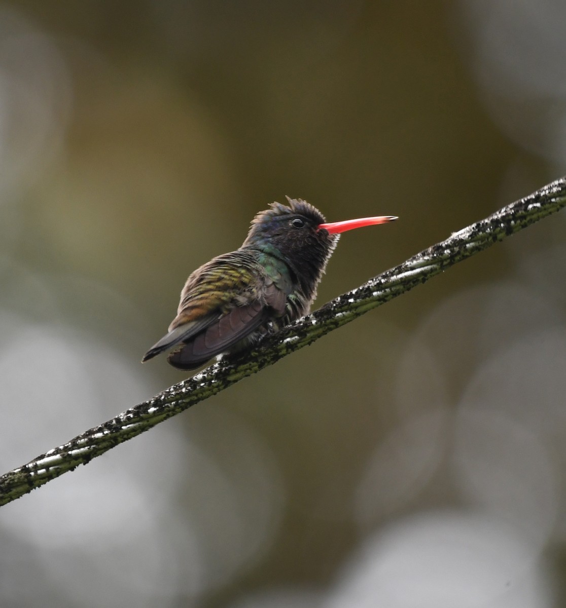 White-chinned Sapphire - ML626074363