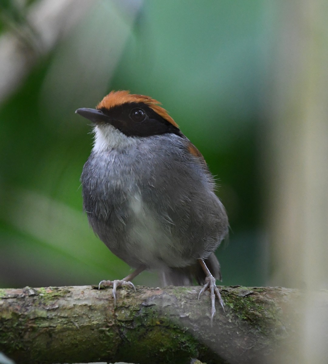 Black-cheeked Gnateater - ML626074374