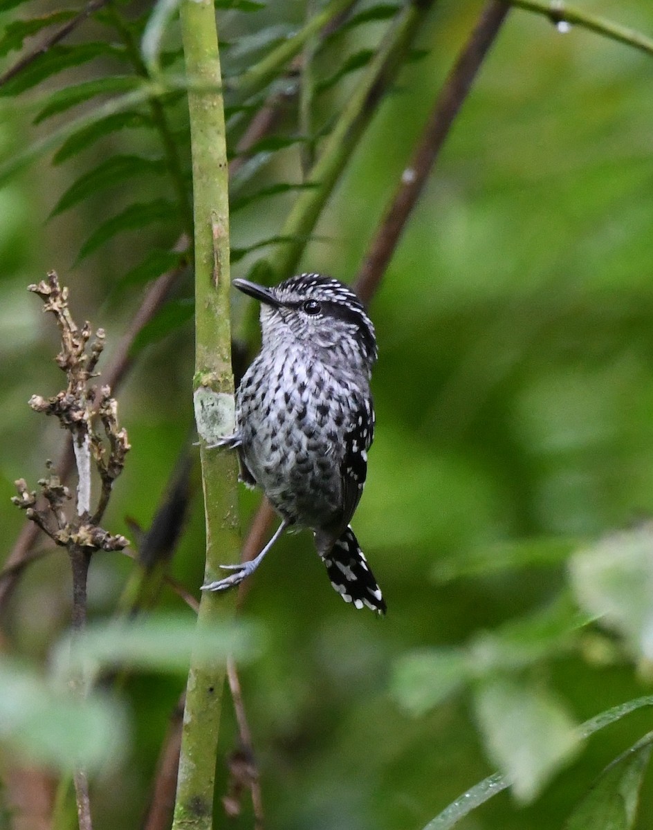 Scaled Antbird - ML626074404