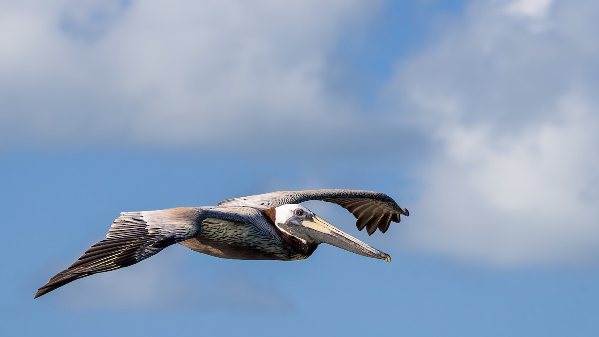 Brown Pelican - ML626074443