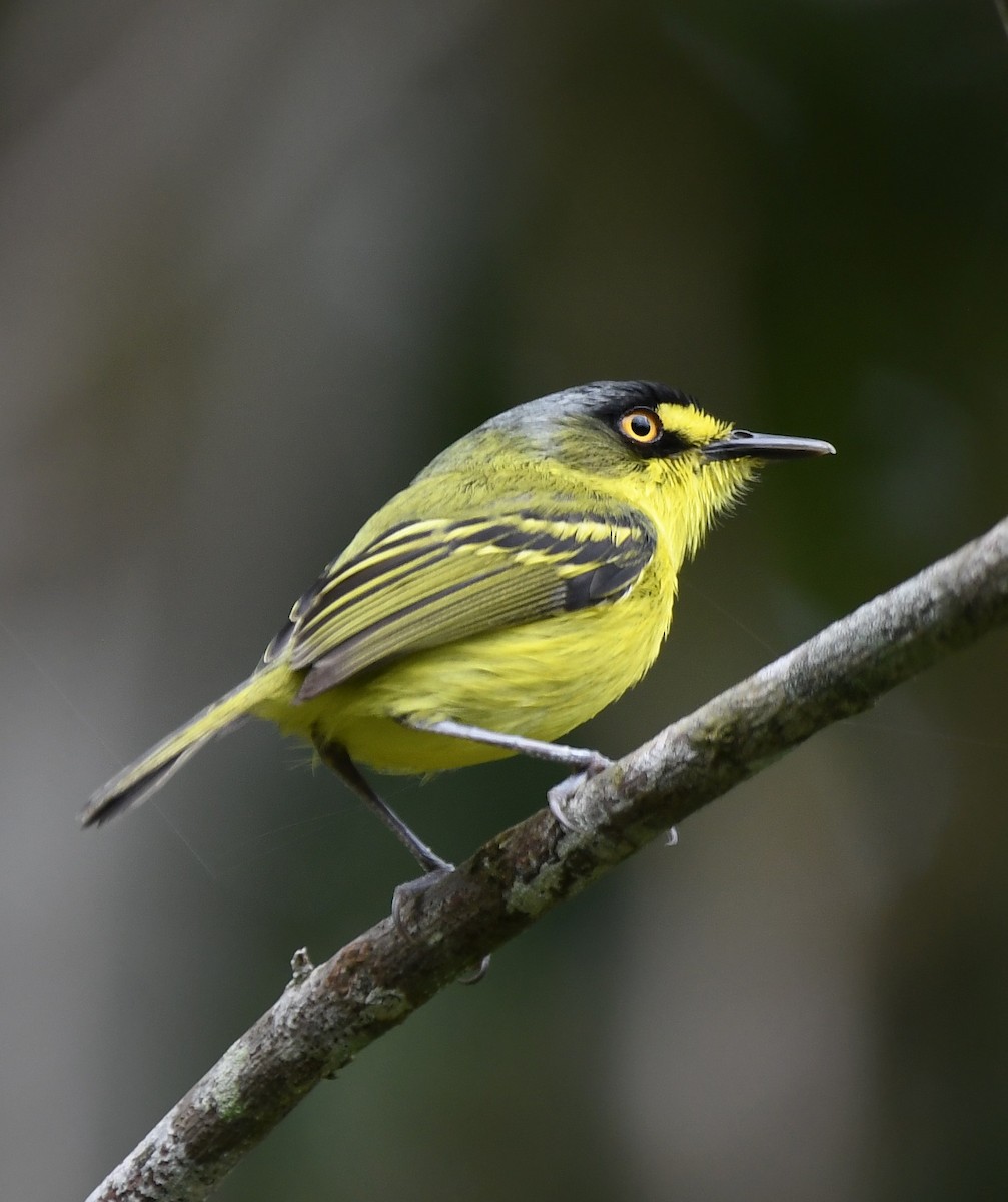 Gray-headed Tody-Flycatcher - ML626074501