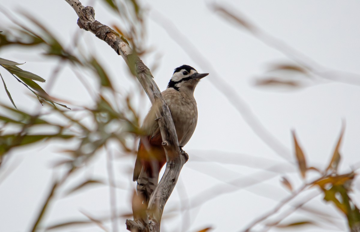 Great Spotted Woodpecker - ML626074517