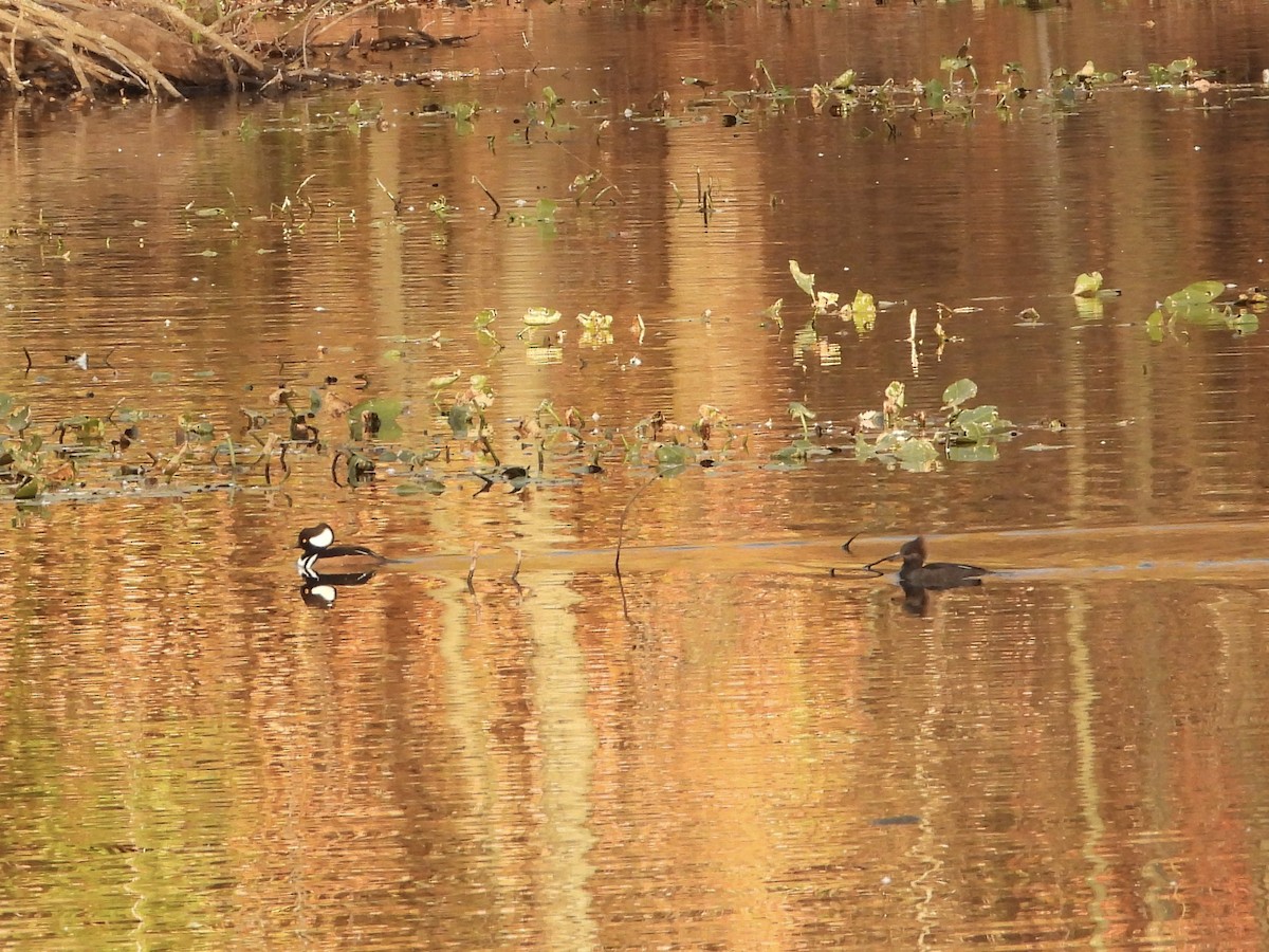 Hooded Merganser - ML626074521