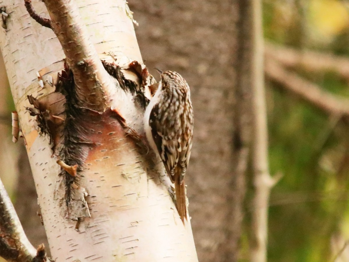 Brown Creeper - ML626074524