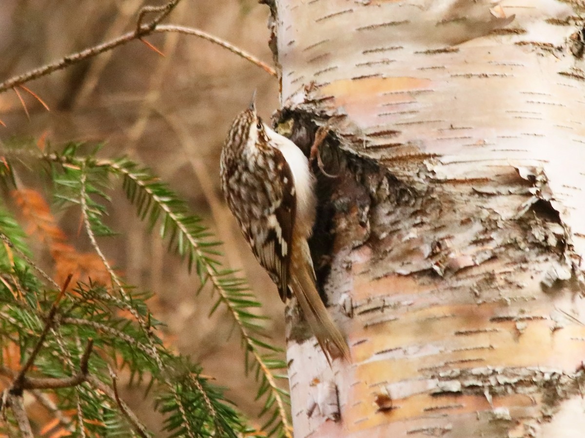 Brown Creeper - ML626074532