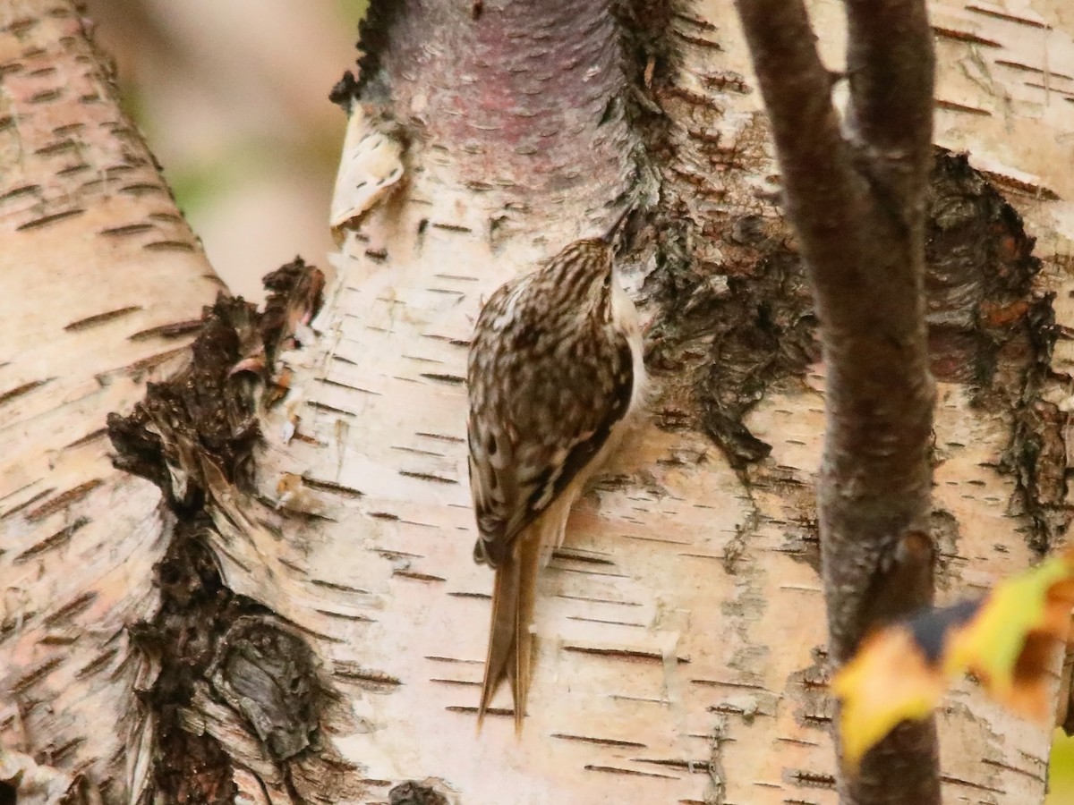 Brown Creeper - ML626074539
