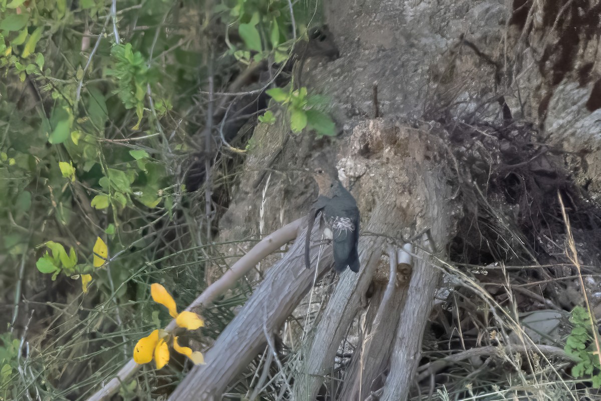 Giant Hummingbird - ML626074606