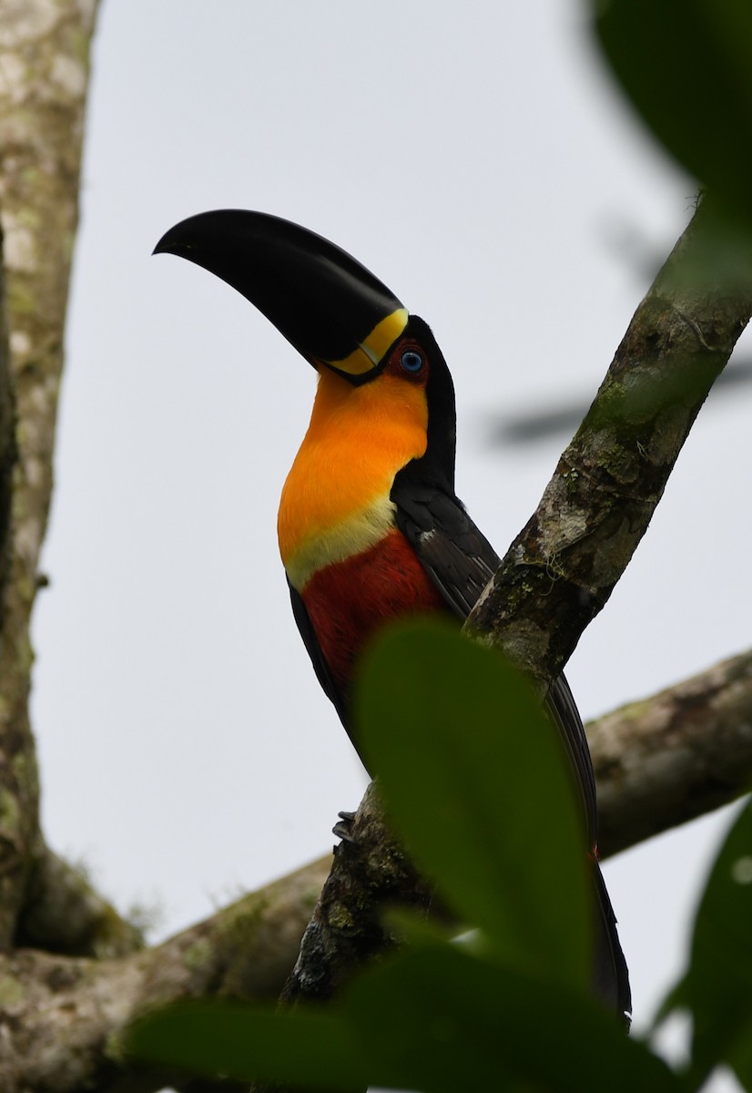 Channel-billed Toucan - ML626074621