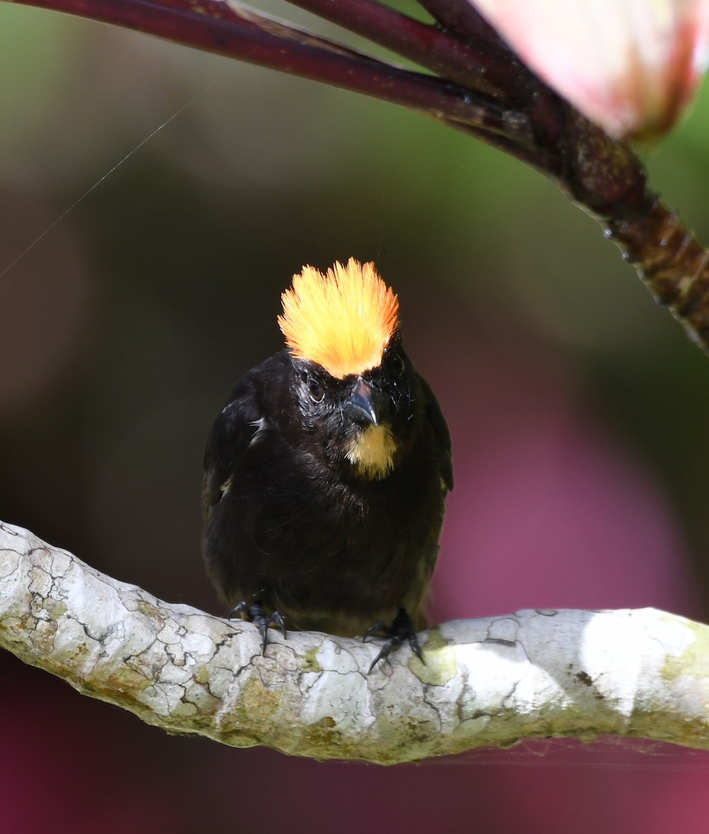 Flame-crested Tanager (Flame-crested) - ML626074633