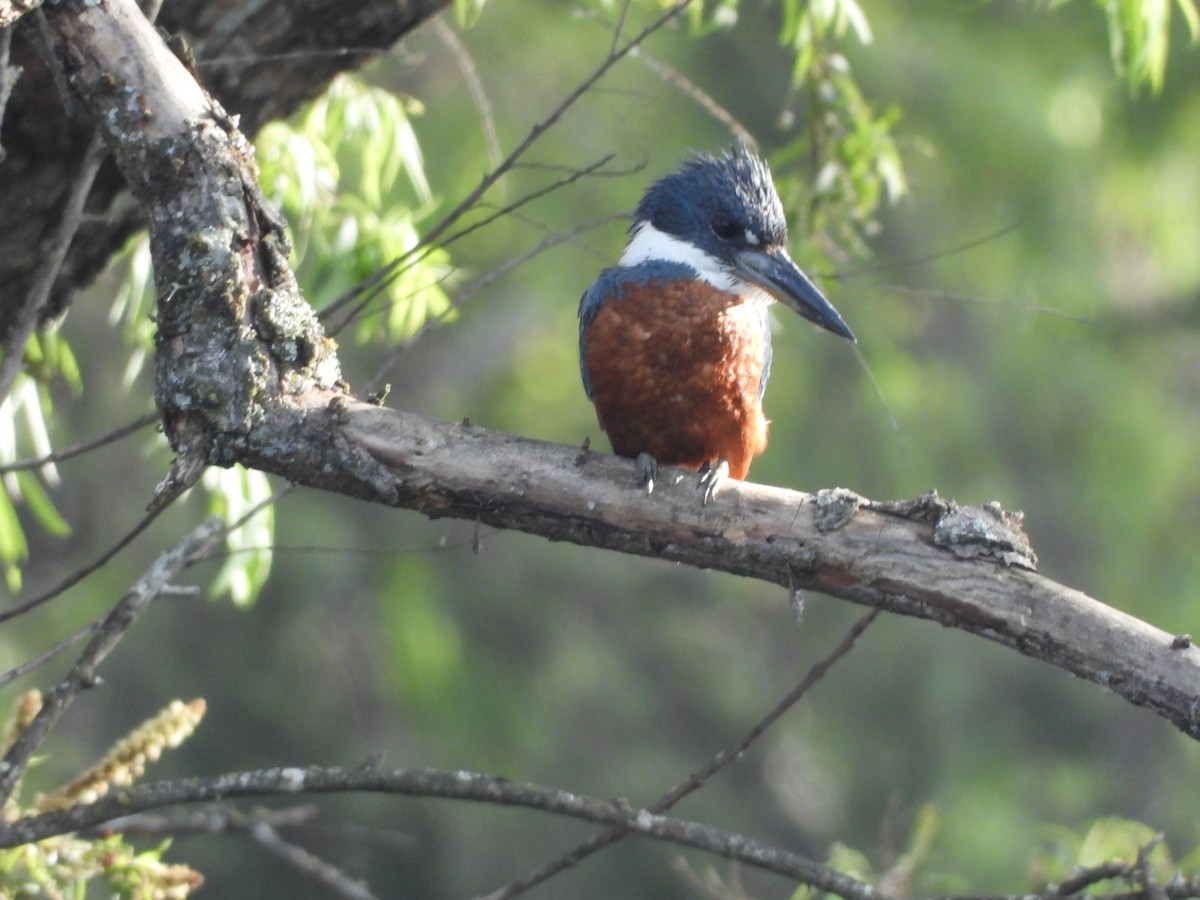 Ringed Kingfisher - ML626074750