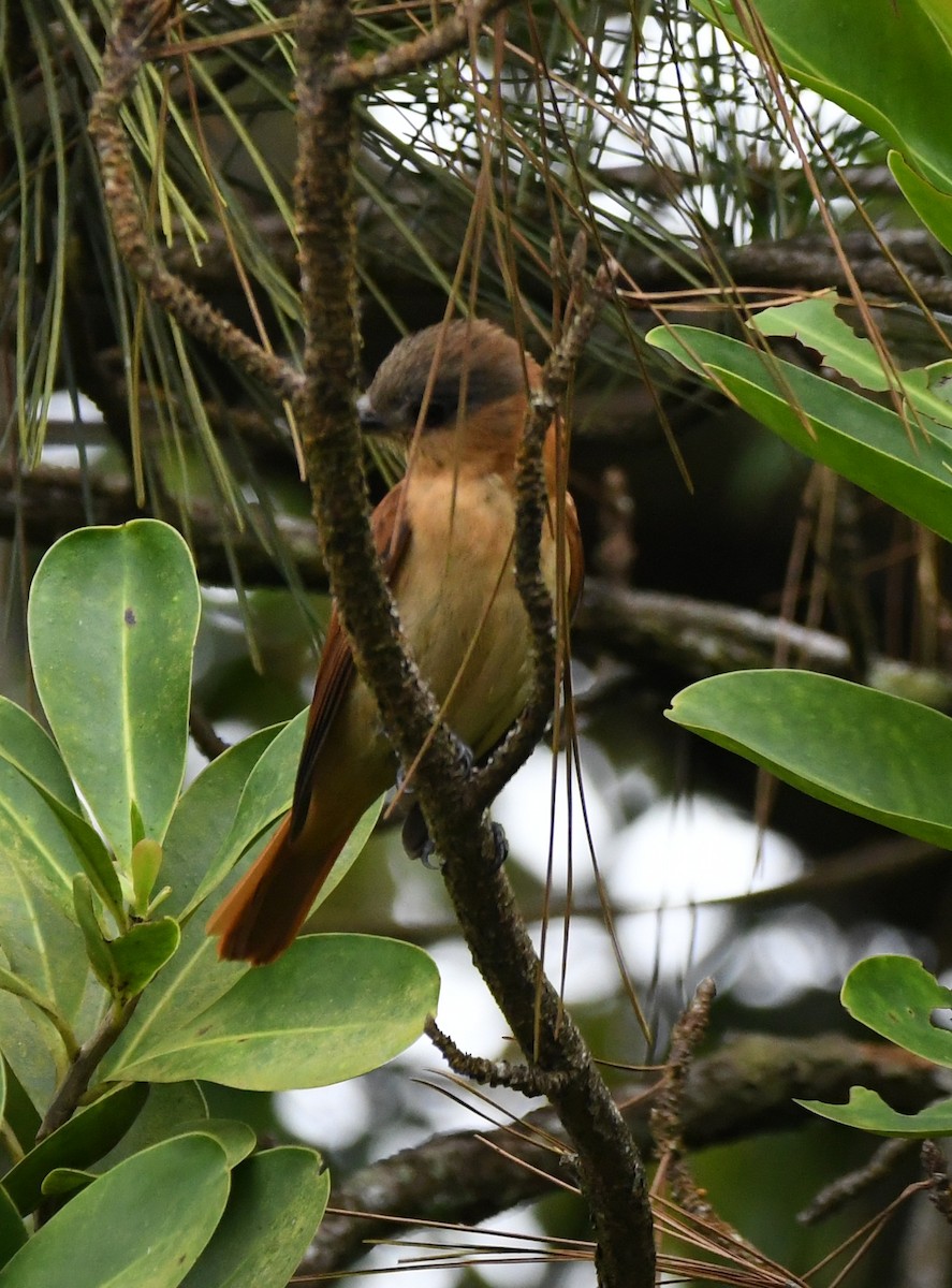 Chestnut-crowned Becard - ML626074781