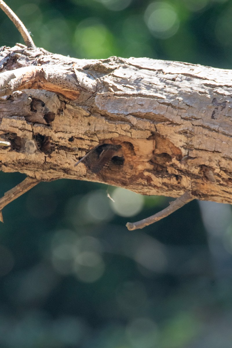 Southern House Wren - ML626074865