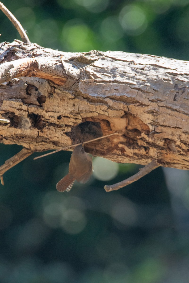 Southern House Wren - ML626074868