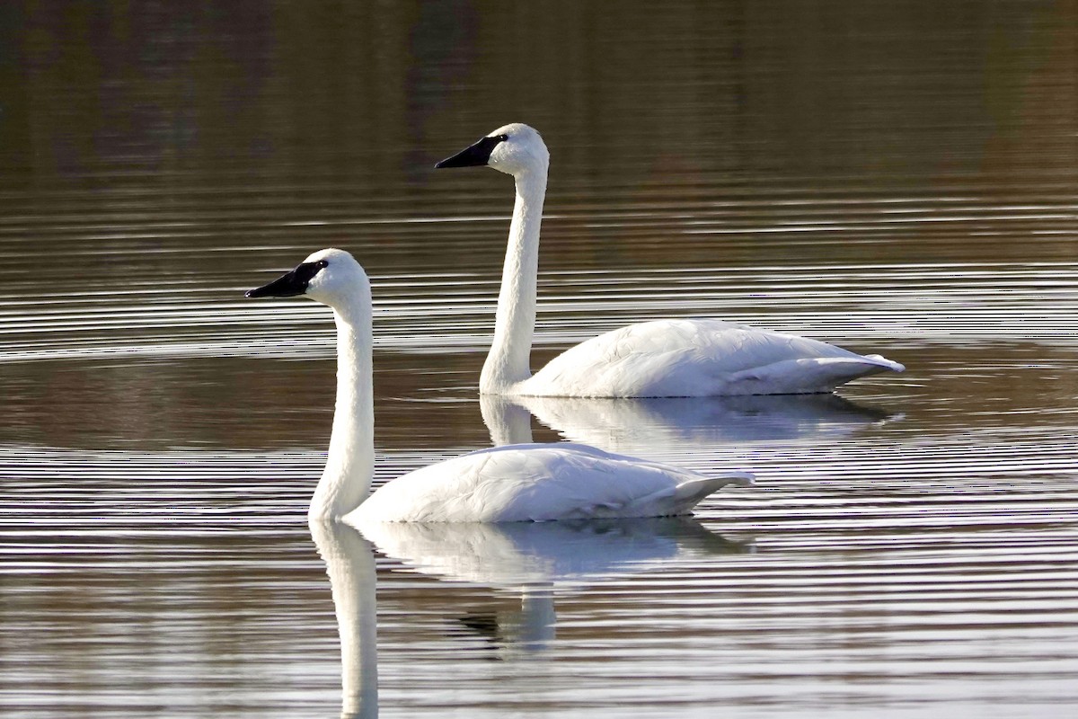 Trumpeter Swan - ML626075141