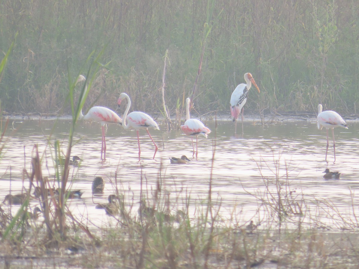 Flamant rose - ML626075173