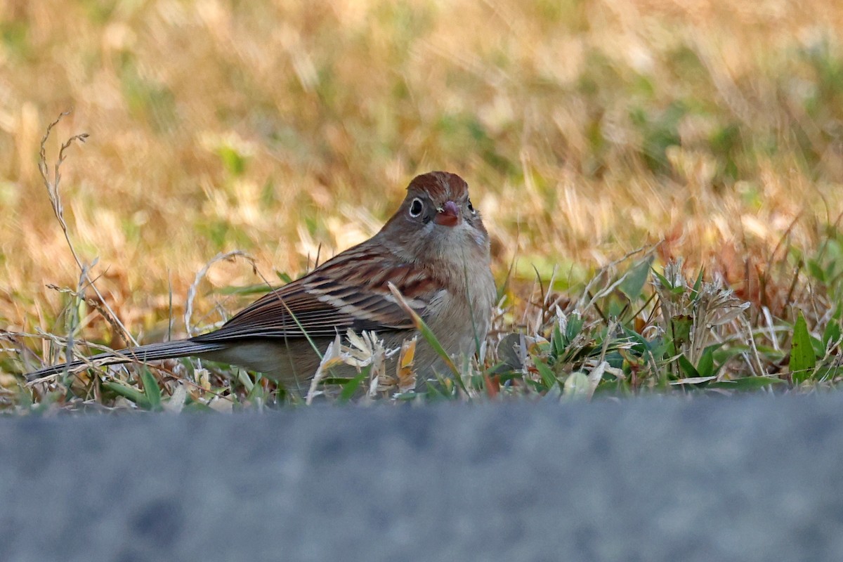 Field Sparrow - ML626075269