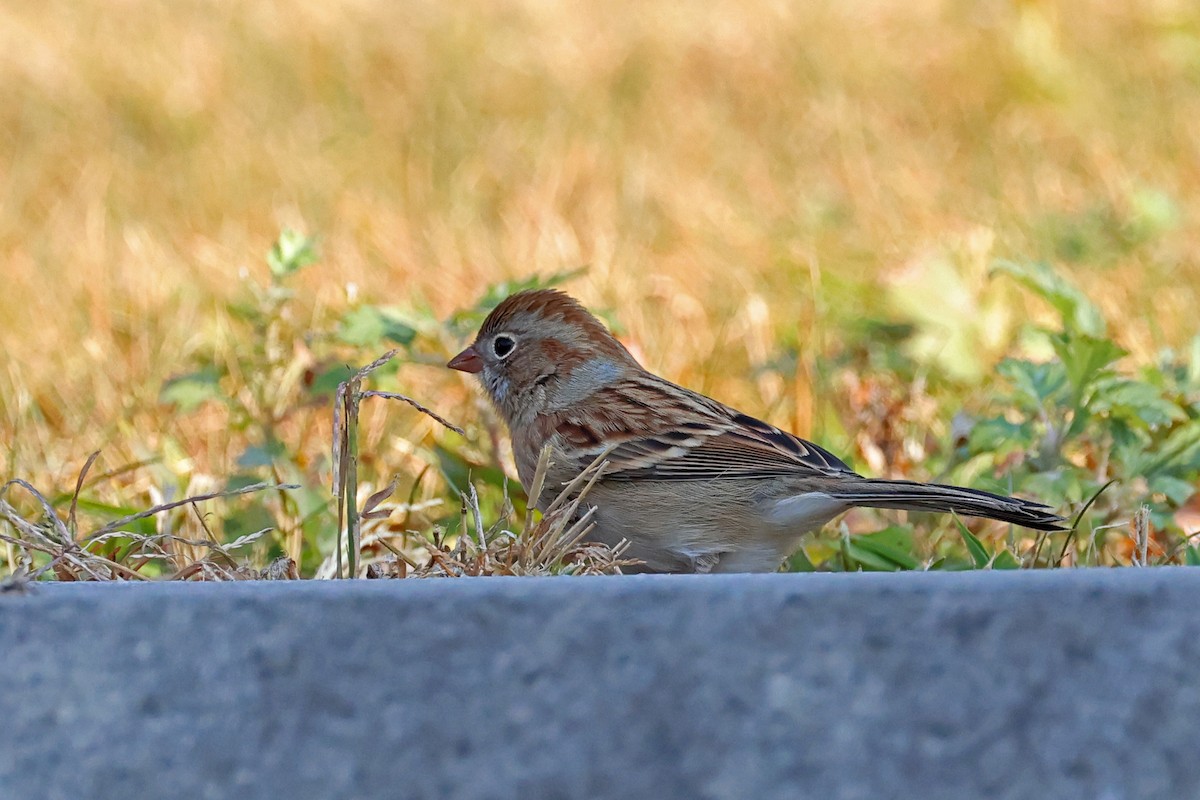 Field Sparrow - ML626075270