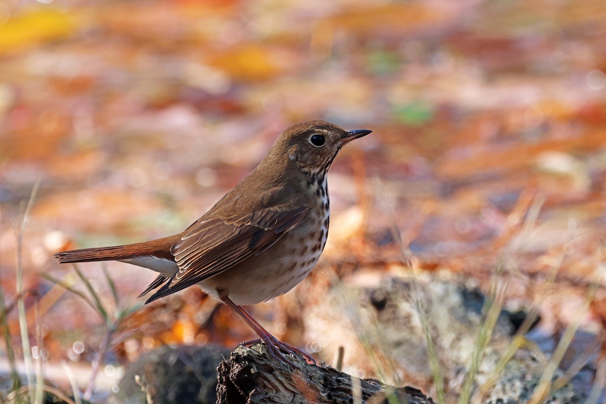 Hermit Thrush - ML626075324