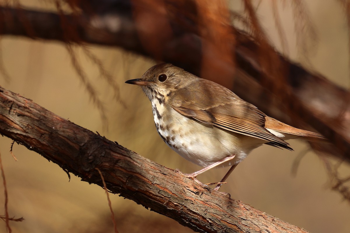 Hermit Thrush - ML626075325