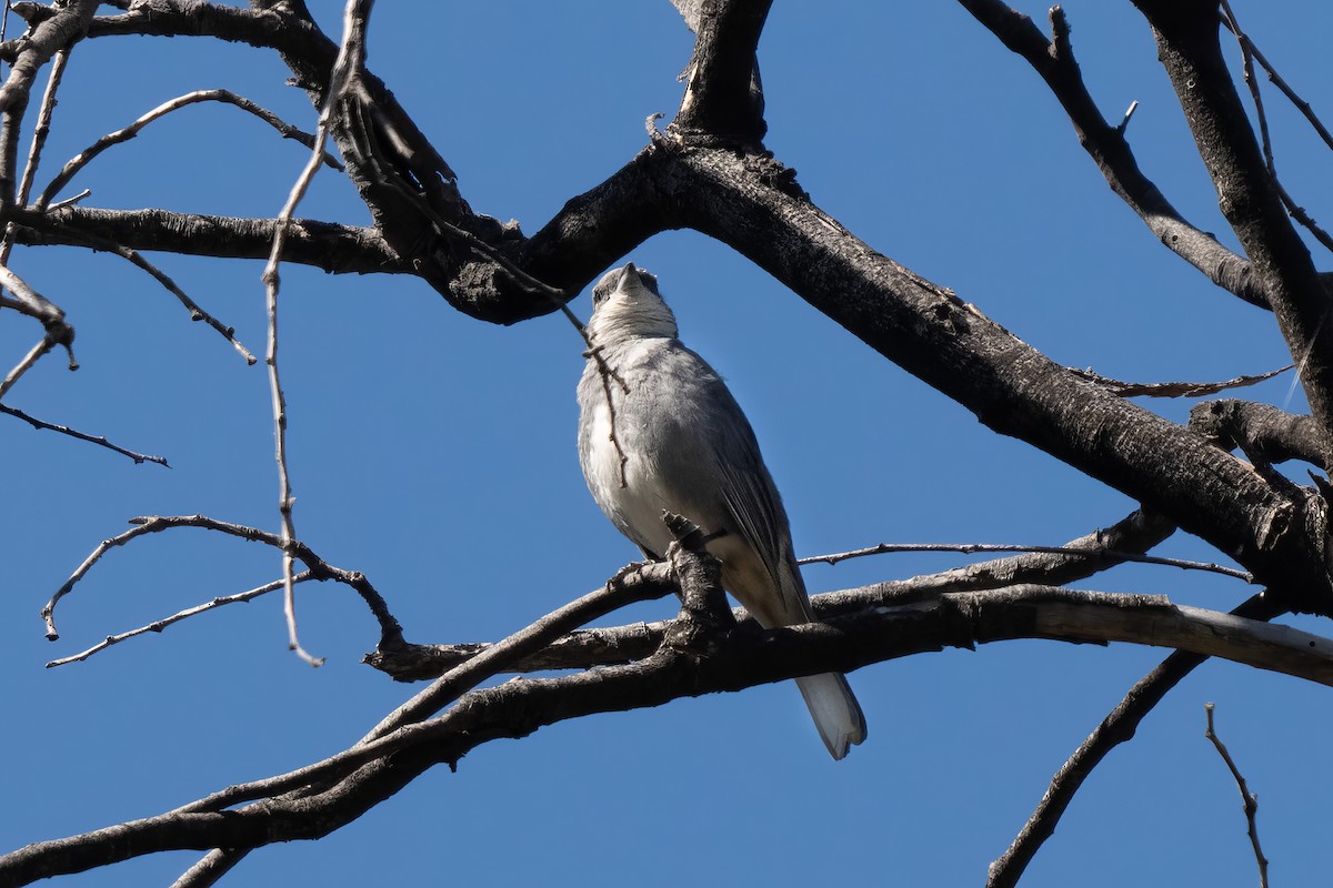 Diuca Finch - ML626075600