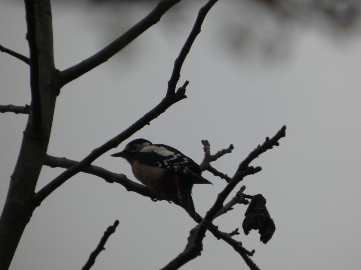 Great Spotted Woodpecker - ML626075612