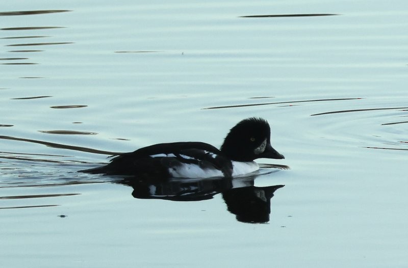 Barrow's Goldeneye - ML626075650