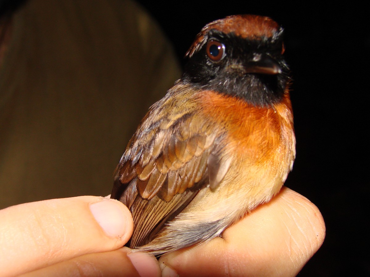 Chestnut-belted Gnateater - ML626075713