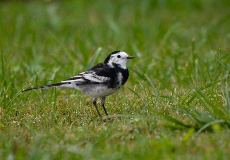White Wagtail (British) - ML626075756