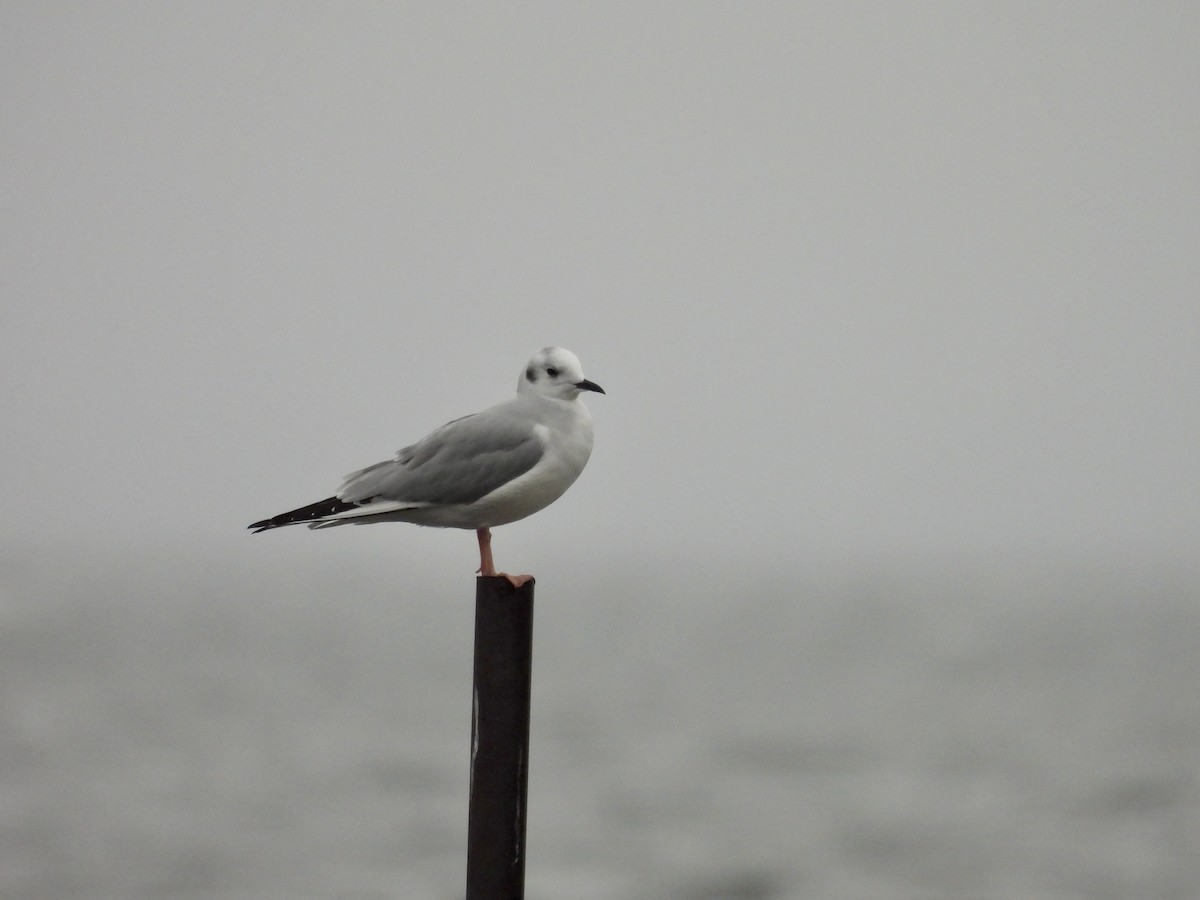 Bonaparte's Gull - ML626075780