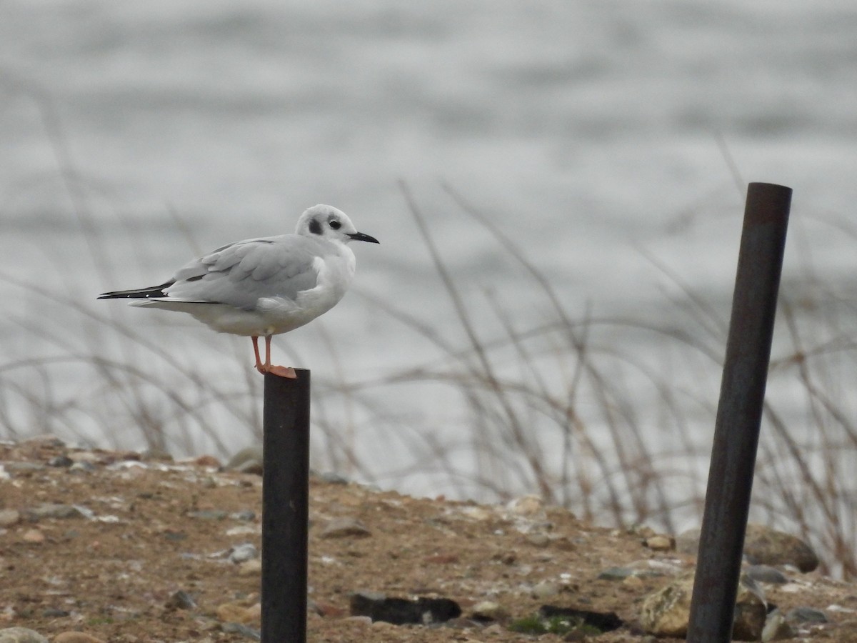 Bonaparte's Gull - ML626075792