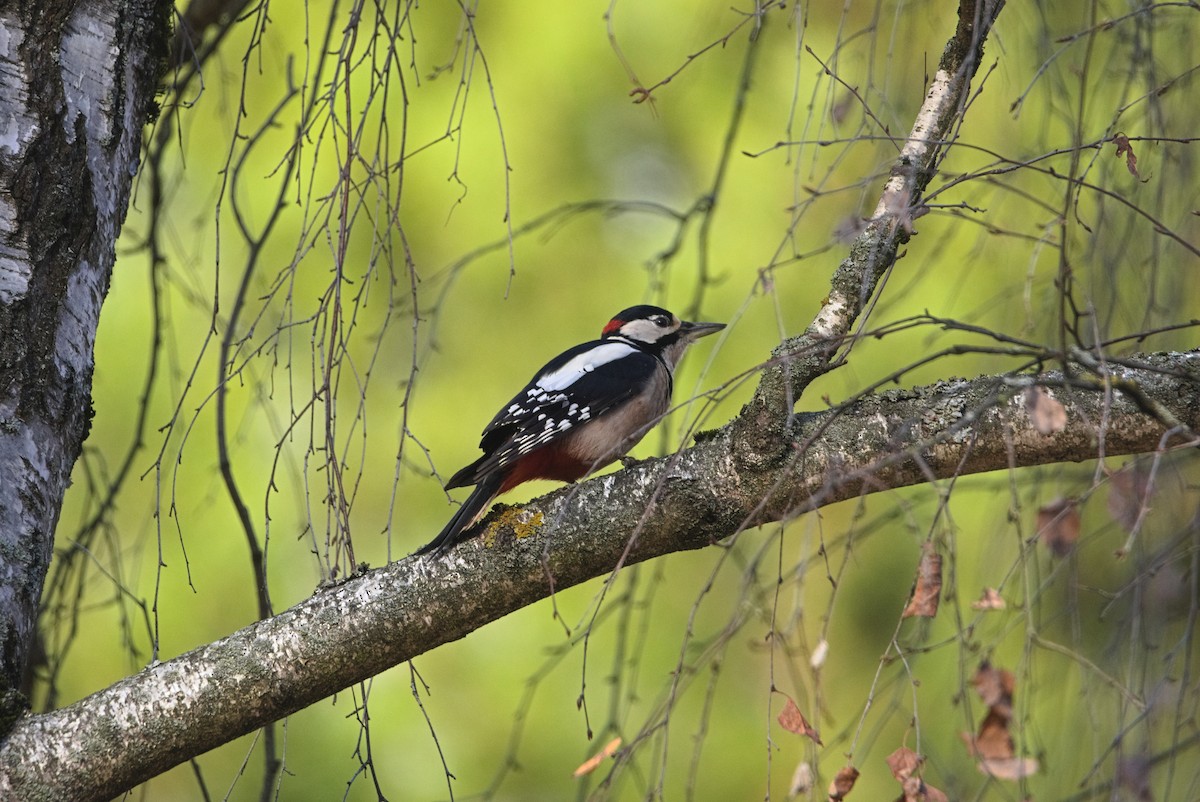 Great Spotted Woodpecker - ML626075854