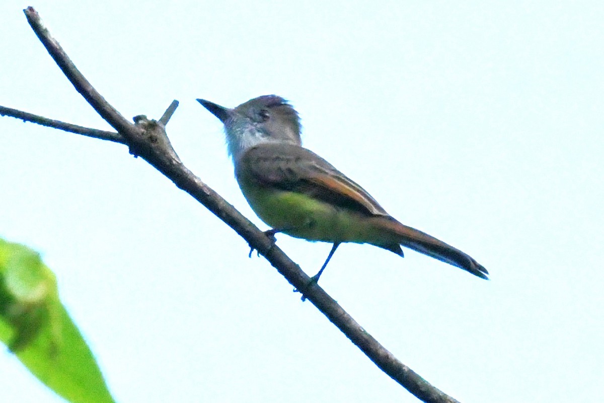 Dusky-capped Flycatcher - ML626075861