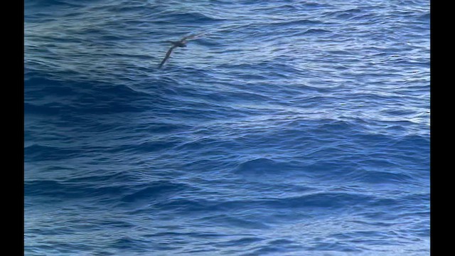 Brown Booby - ML626075952