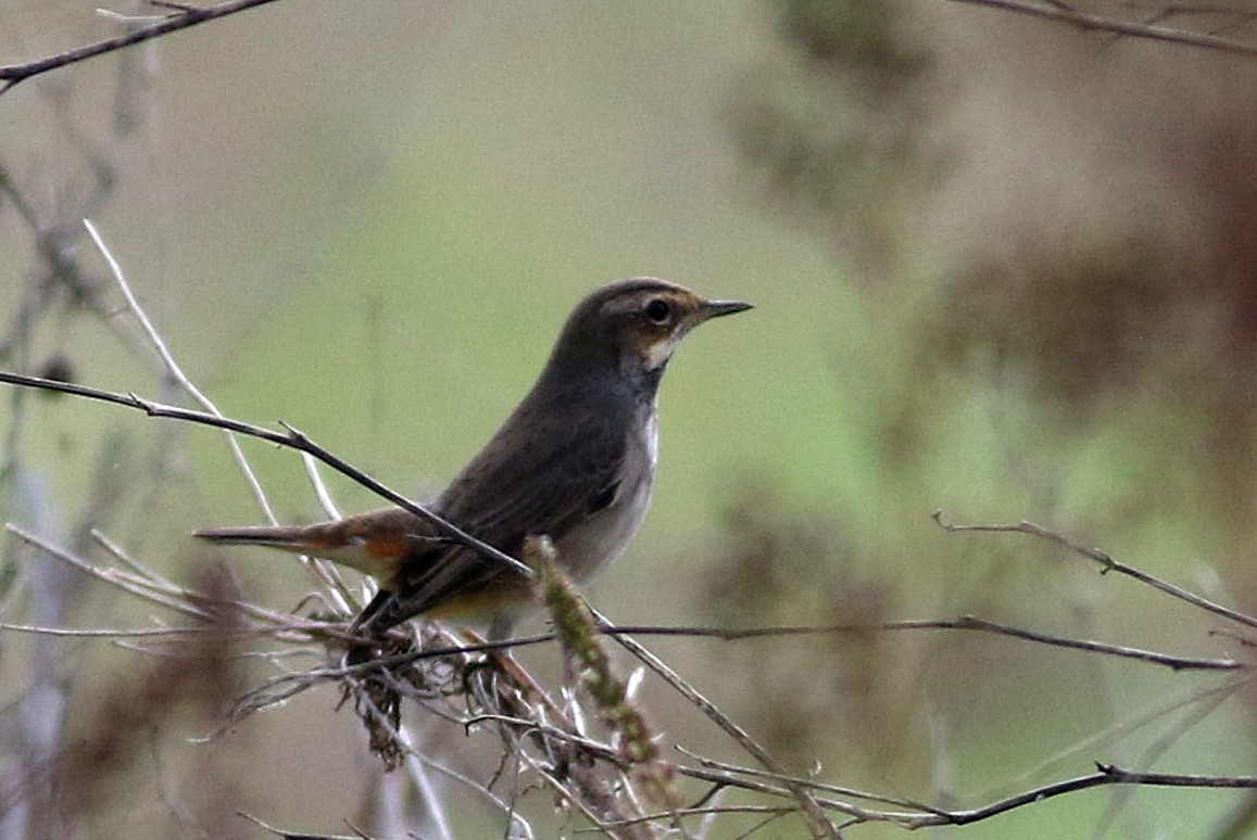 Blaukehlchen - ML626076184