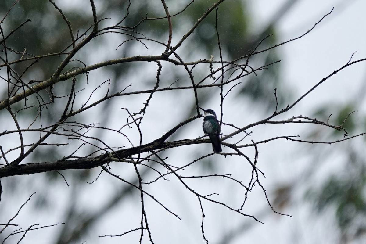 White-throated Hummingbird - ML626076219