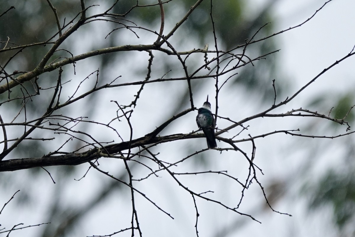 White-throated Hummingbird - ML626076220