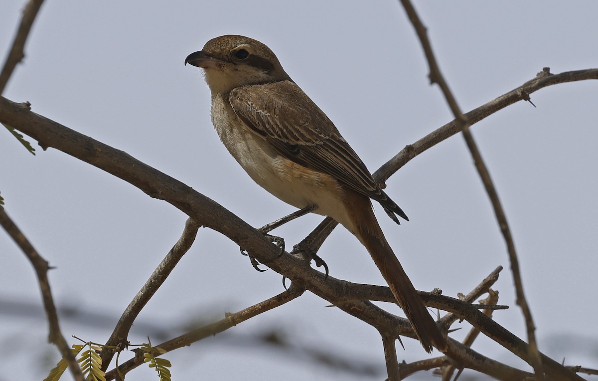 Isabellwürger (isabellinus) - ML626076261