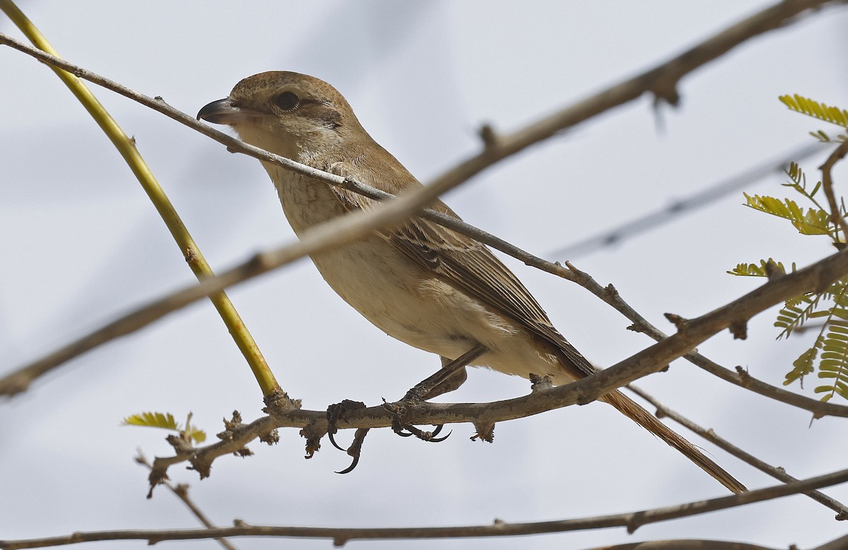 Isabellwürger (isabellinus) - ML626076275