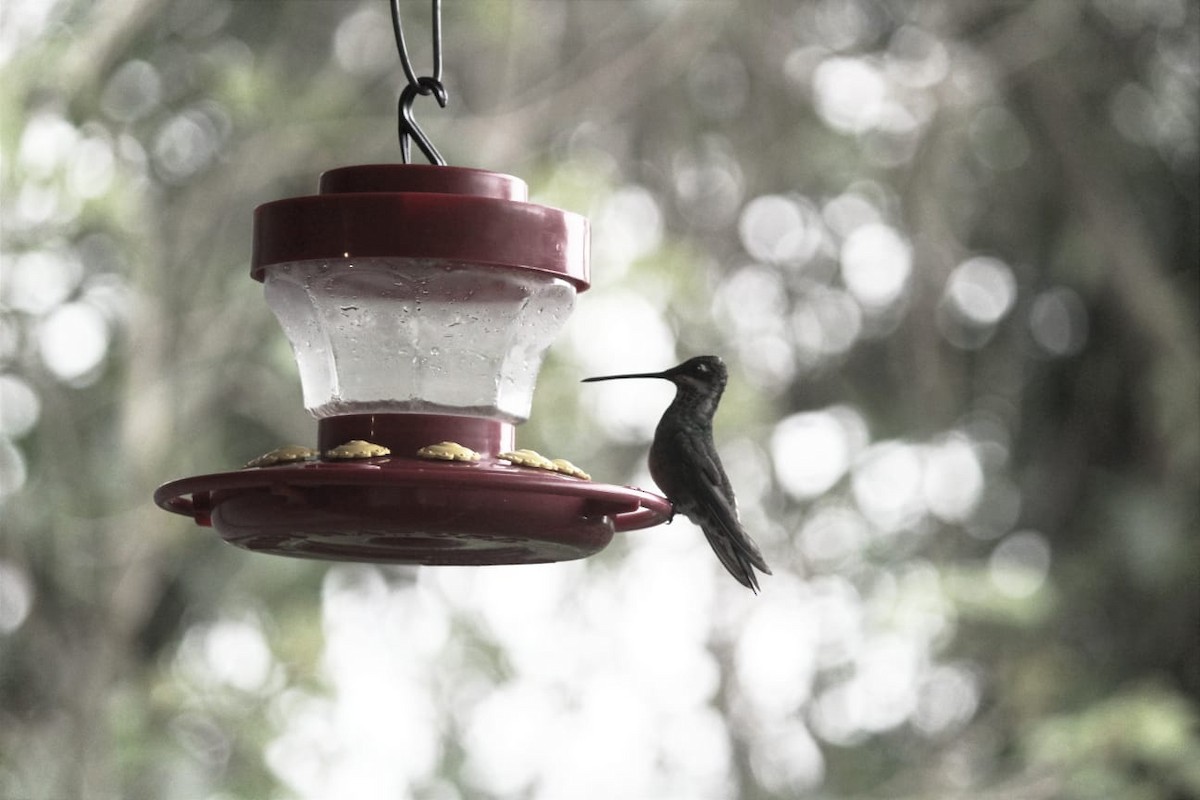 Stripe-breasted Starthroat - ML626076308