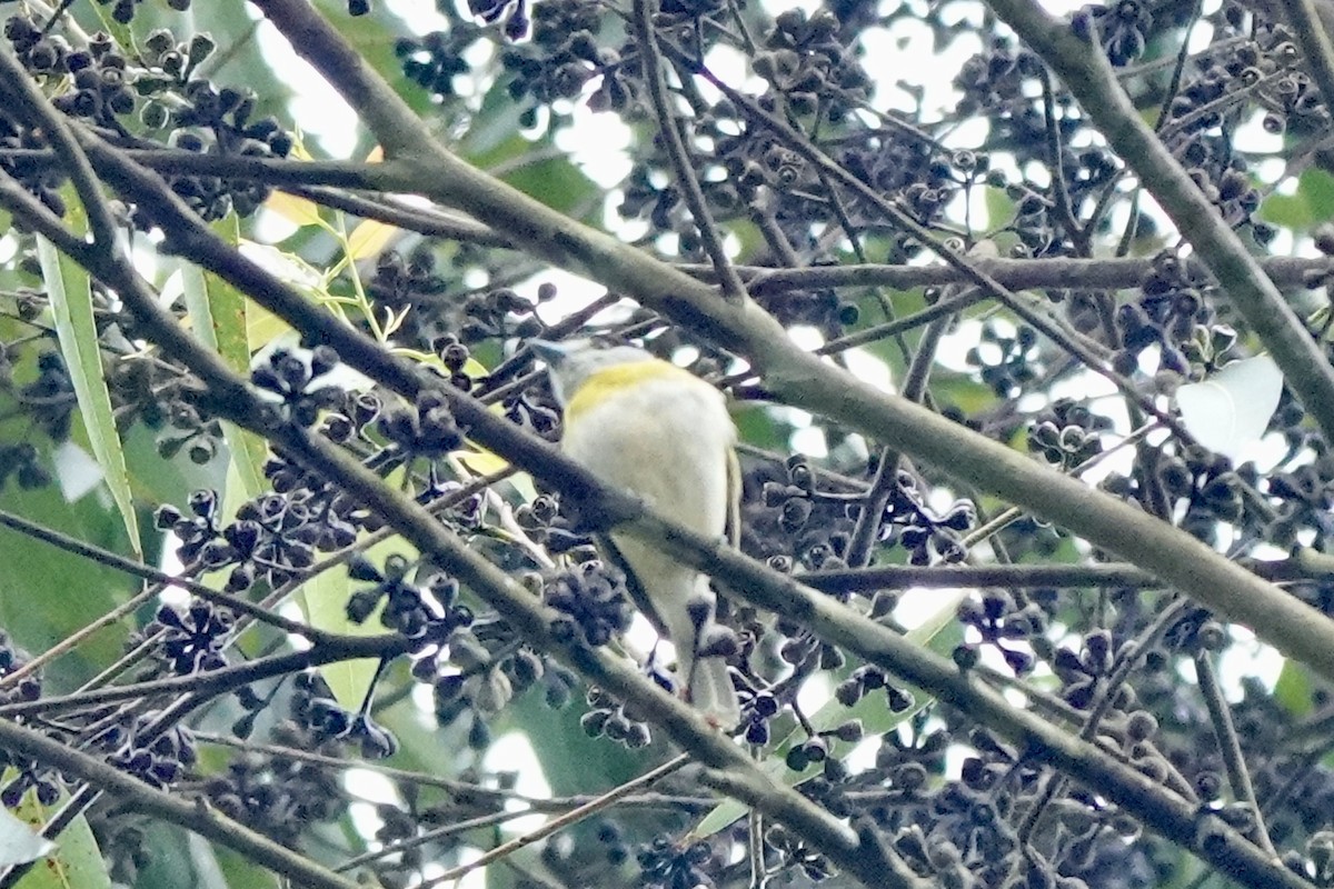 Green-backed Becard - ML626076356