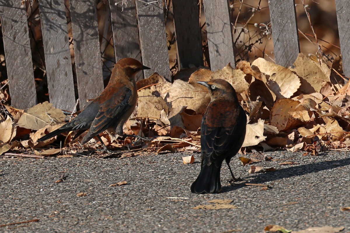 Rusty Blackbird - ML626076476