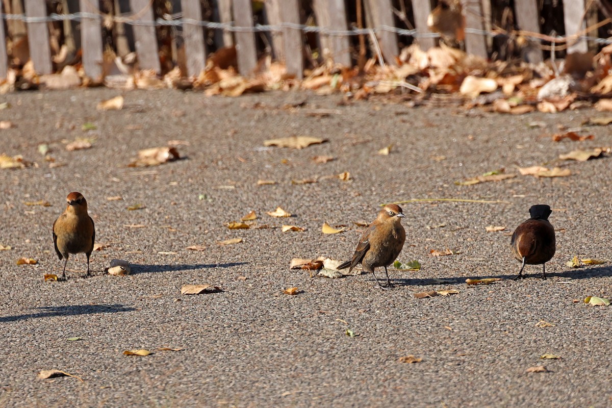 Rusty Blackbird - ML626076477