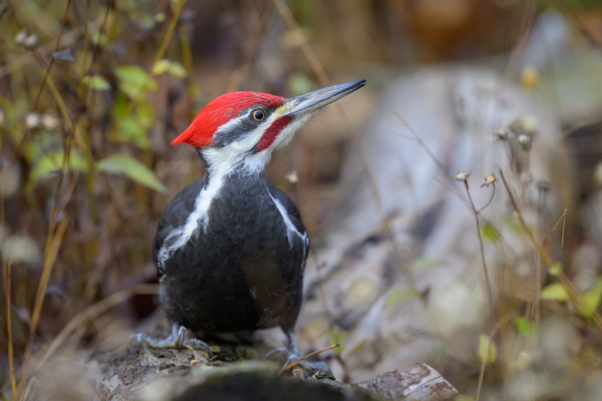 Pileated Woodpecker - ML626076504