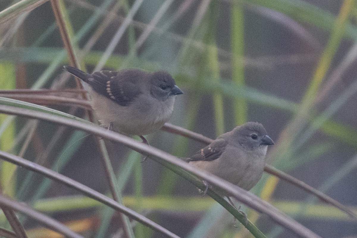 Red Avadavat - ML626076593