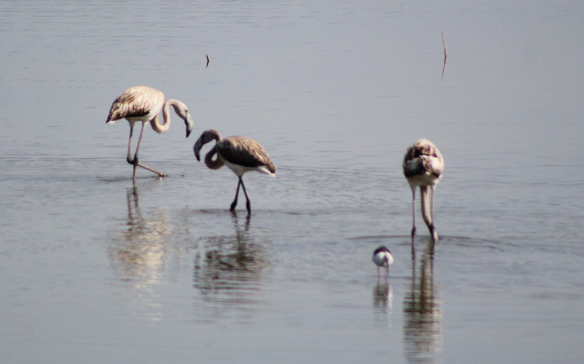 Flamant rose - ML626076618